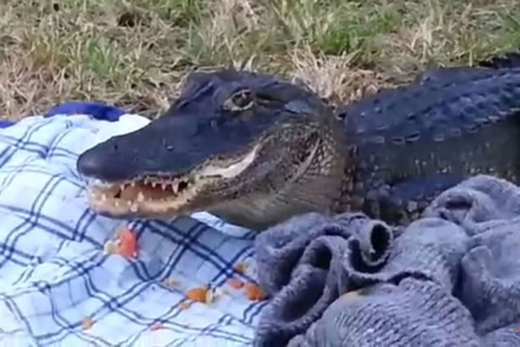 Pogledajte kako je aligator studentima pojeo sendvič (VIDEO)