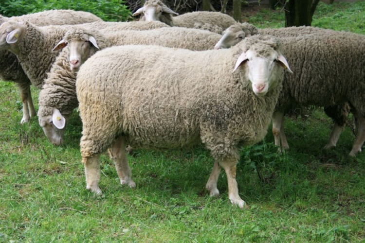 Stolac: Vukovi zaklali sedamdesetak ovaca