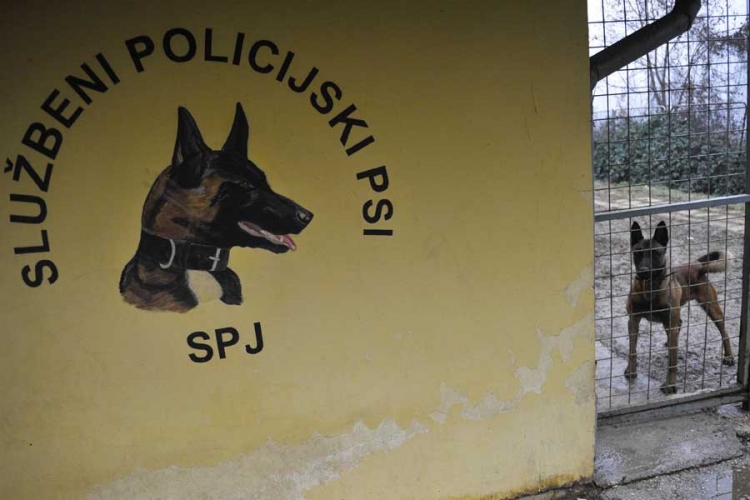Policijski psi: Internacionalni šampioni u napadima, detekciji eksploziva, spašavanju...(FOTO)