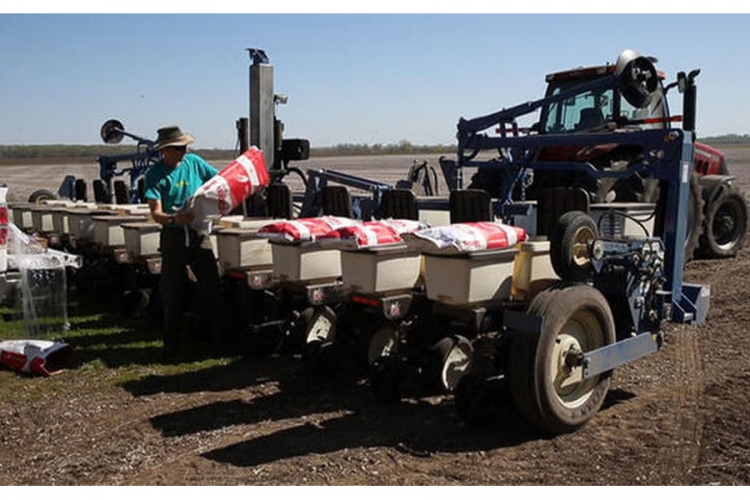Monsanto u gubicima - izdalo ga sjeme kukuruza
