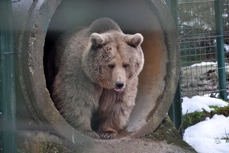 Grizli zbog visoke temperature ne spava "zimski san" (FOTO)