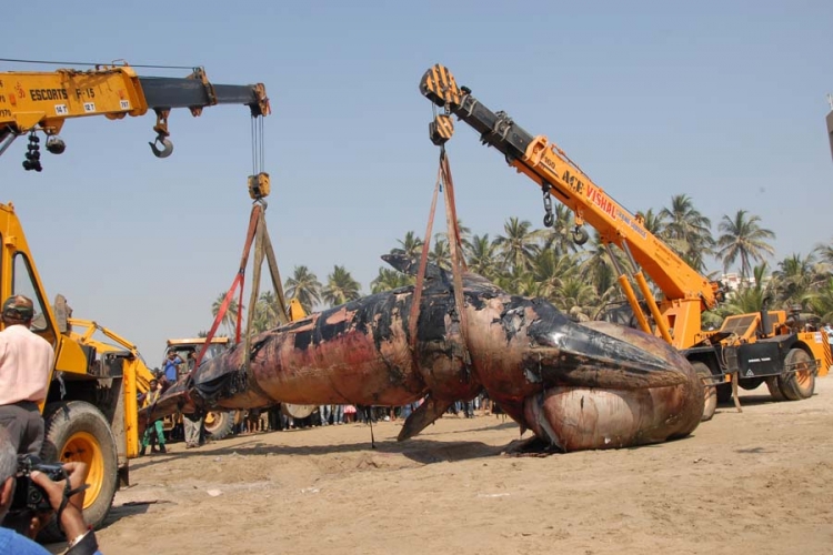 Rijetka vrsta kita uginula nasukana na obali
