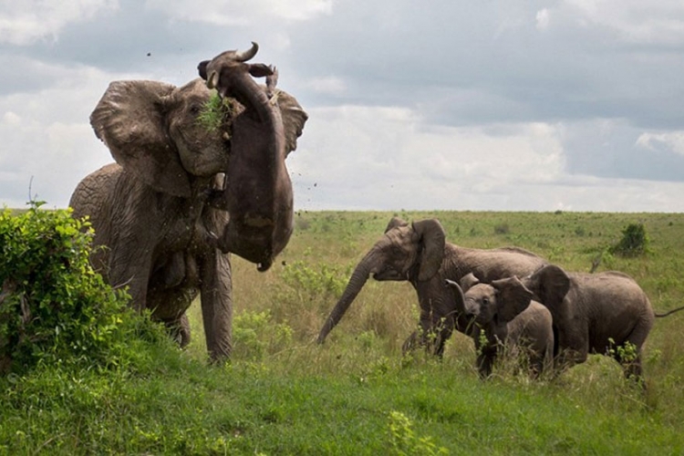Bijesna ženka slona za nekoliko trenutaka usmrtila bizona (FOTO)