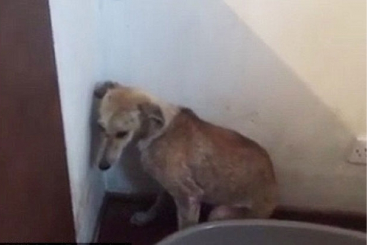 Srceparajući snimak: Pas nakon mučenja, gleda samo u ćošak sobe (VIDEO)