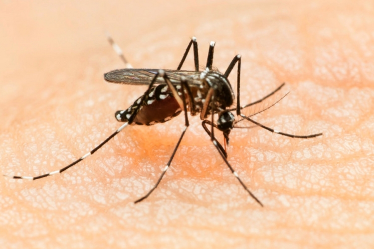 Virus zika može se pojaviti i u BiH: Komarac prenosilac sve otporniji i opasniji