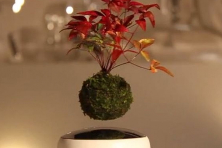 Lebdeći bonsai: Prelijepa budućnost baštovanstva