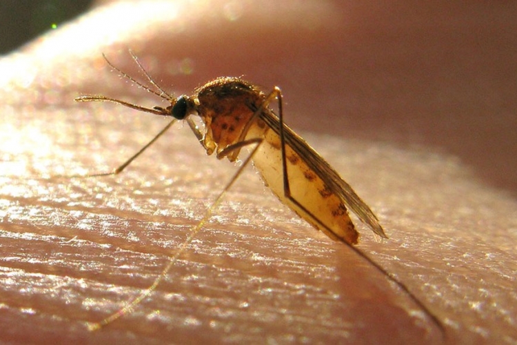 Kolumbija: Troje ljudi umrlo od posljedica zika virusa