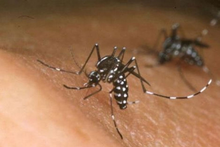 SZO: Zika bi mogla da se proširi i na jug Evrope, prijeti i Hrvatskoj 