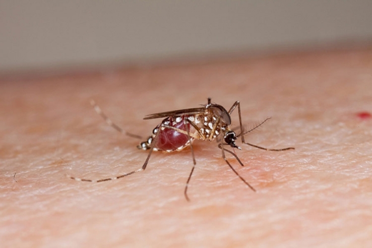Prvi slučaj zika virusa u Kini