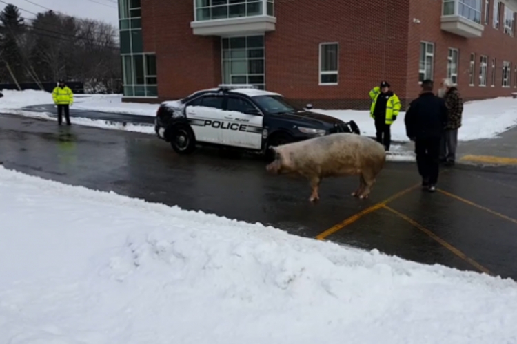 Svinja pobjegla sa farme, otišla da glasa (VIDEO)