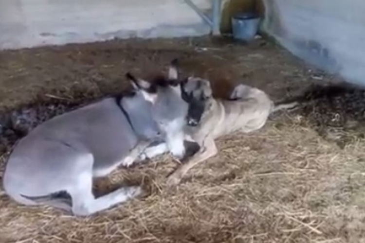 Pogledajte magarca koji pravi društvo bolesnom psu (VIDEO)