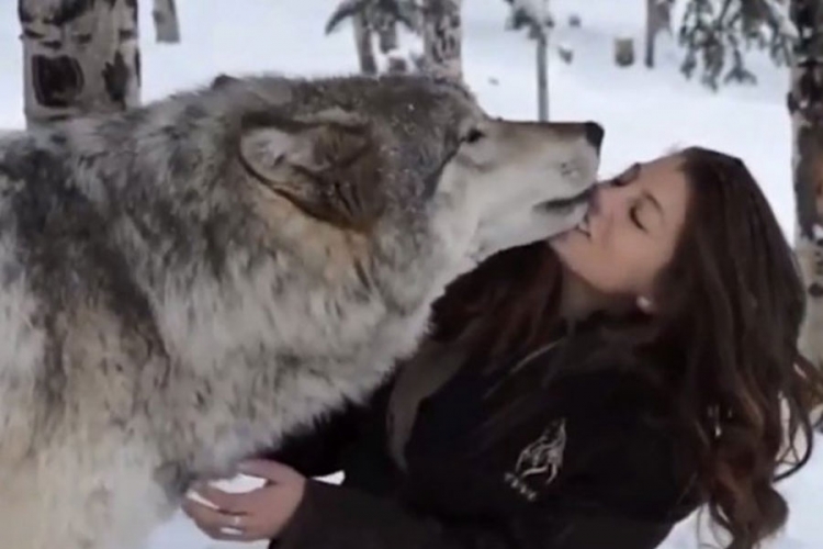 Maza Kekoa: Veliki sivi vuk obožava ljude (VIDEO)



