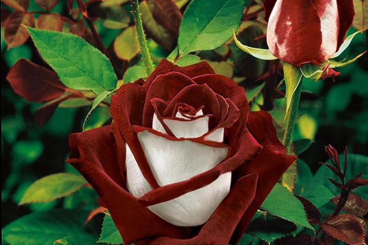 Hibridi ruže čajevke (FOTO)