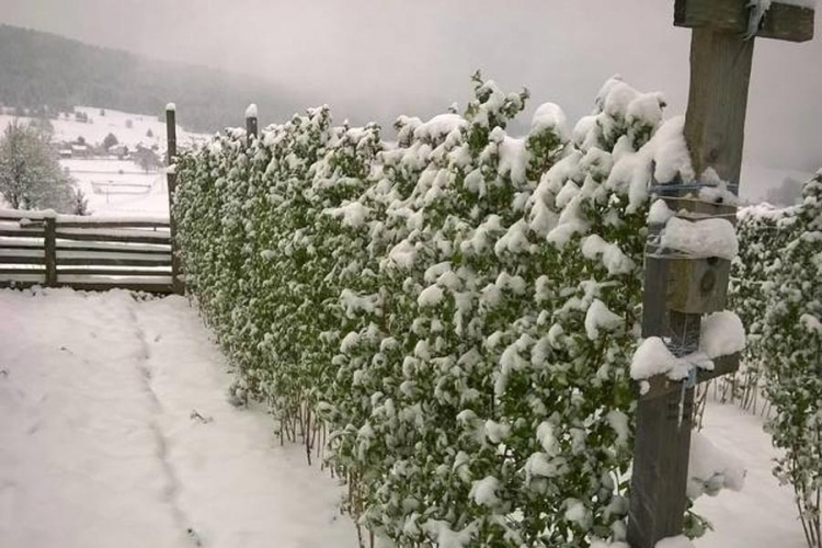 Sanski Most: Snijeg i mraz "obrali" maline i jagode