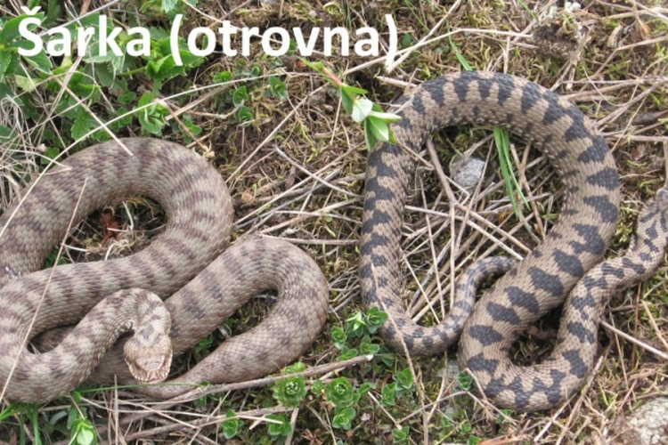 Razvijen protivotrov koji djeluje protiv 18 vrsta zmija