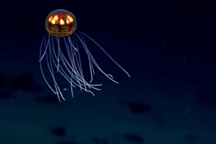 Naučnici otkrili novu vrstu meduze koja podsjeća na NLO