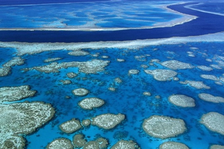 Za spas velikog koralnog grebena potrebno deset milijardi dolara 