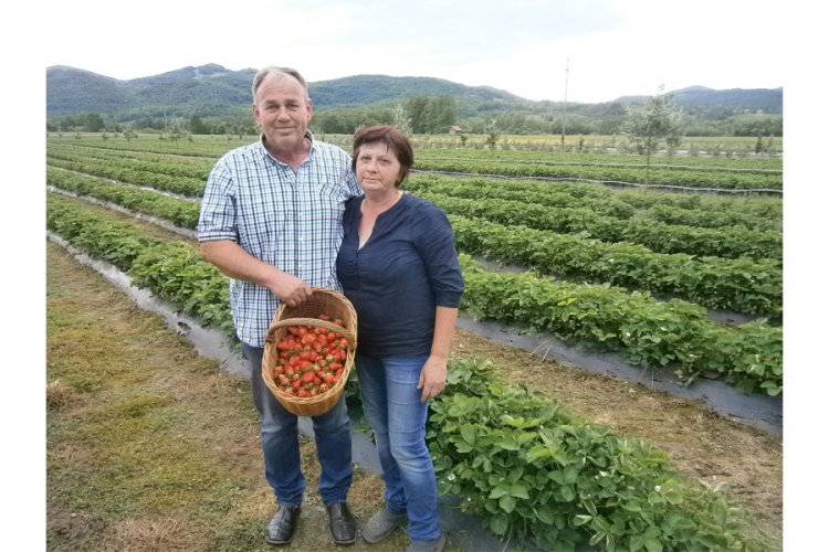 Asim Kumalić: Uzgoj jagoda isplativiji od mašinstva