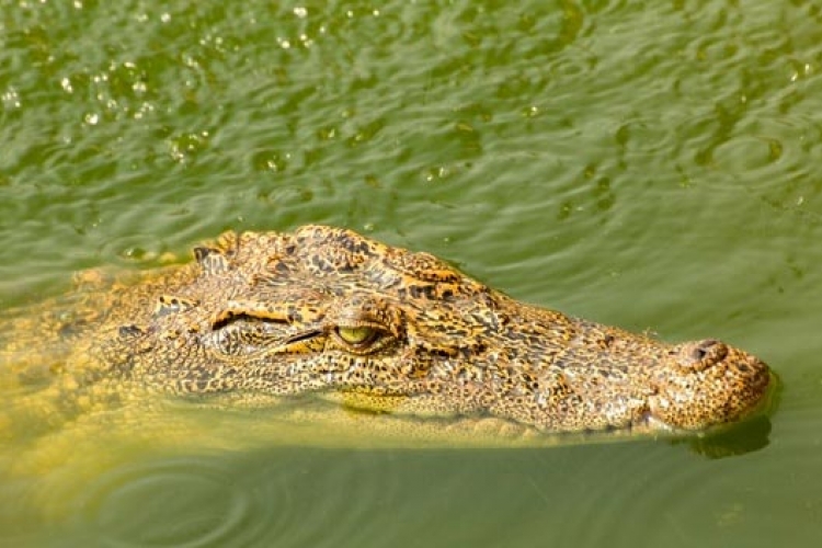 Nilski krokodili ljudožderi pronađeni u močvarama Floride 