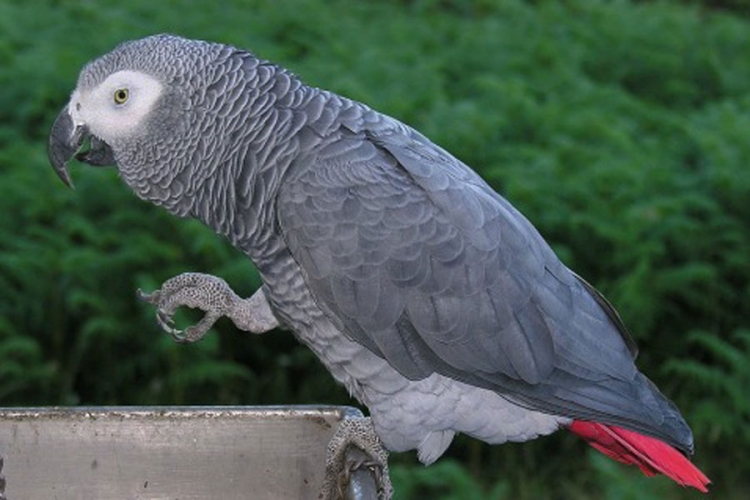 "Pričljivi" papagaj svjedok na suđenju za ubistvo