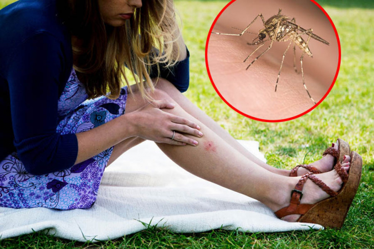 Komarci sve više napadaju, zaprašivanje usporeno zbog kiše