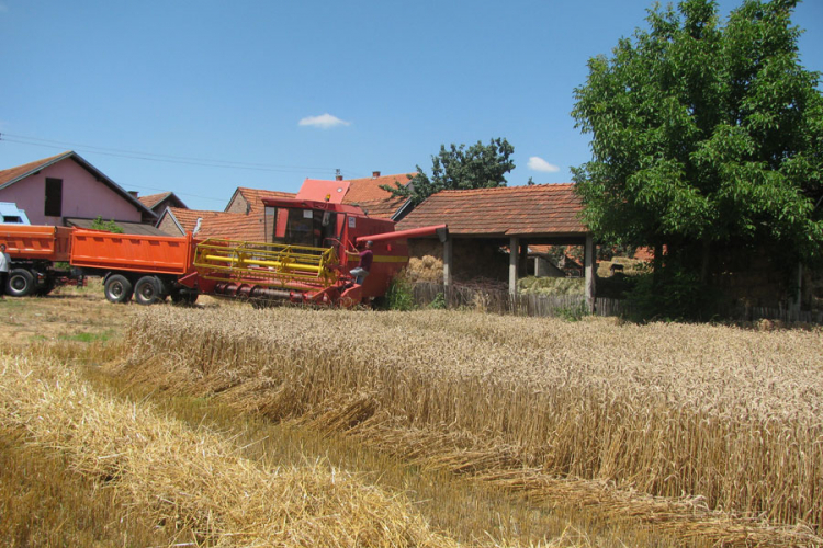 Rod žita natprosječan - od pet do 6,5 tona po hektaru