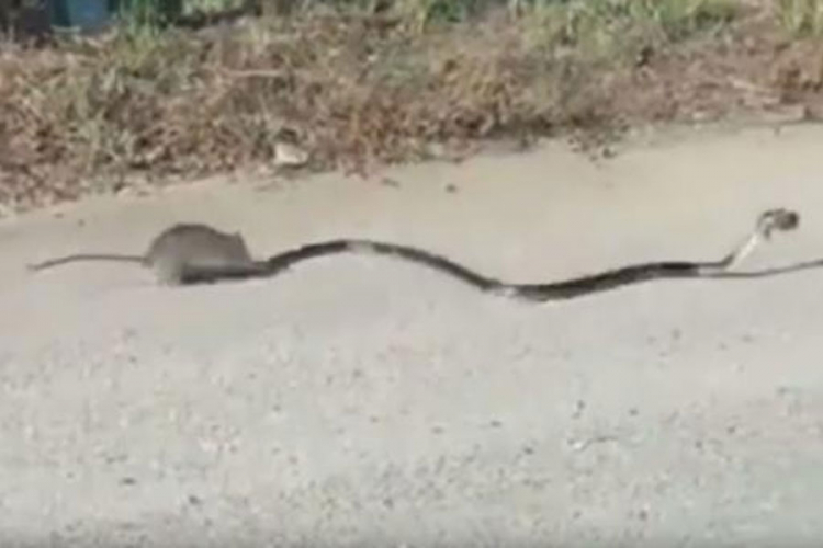 Pacov spasio svoje mladunče od zmije (VIDEO)


