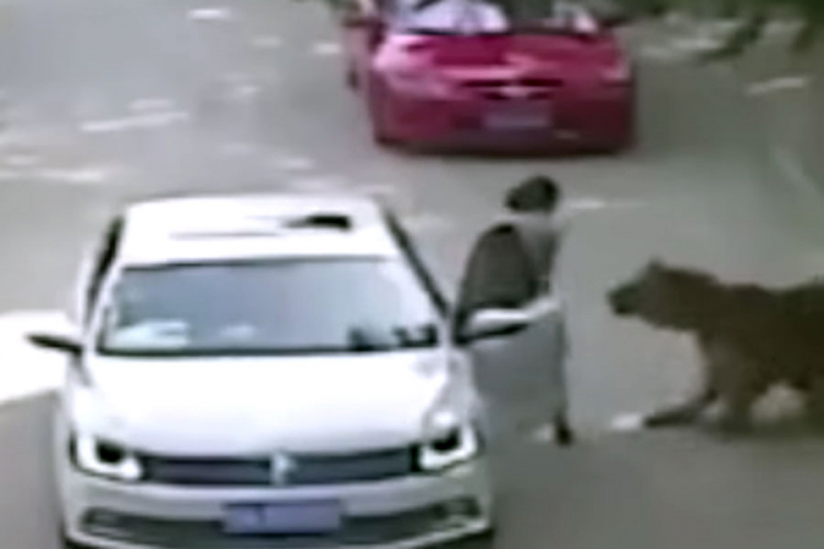 Šokantan snimak: Tigar usmrtio ženu, drugu teško povrijedio (VIDEO)