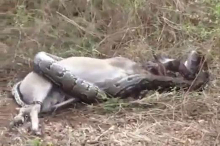 Ogromni piton htio da pojede antilopu i umalo nastradao (VIDEO)