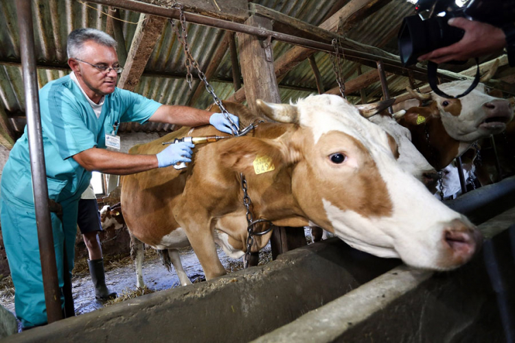 Bolest kvrgave kože goveda bi mogla odnijeti desetine miliona KM