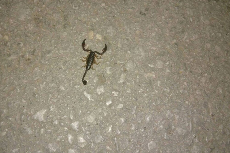 Banjaluka: Na Kastelu se pojavile škorpije (FOTO, VIDEO)