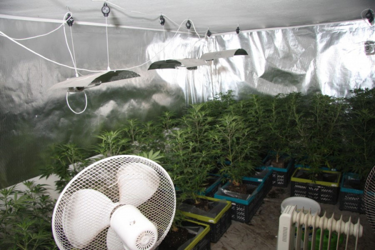 Bijeljina: Marihuanu gajio u plasteniku, policija oduzela 200 kilograma droge