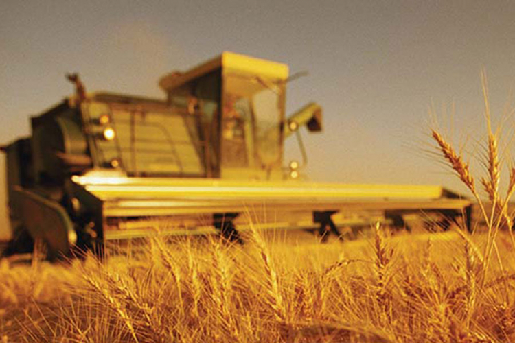 Rusija će izvesti više pšenice nego sve zemlje EU zajedno?