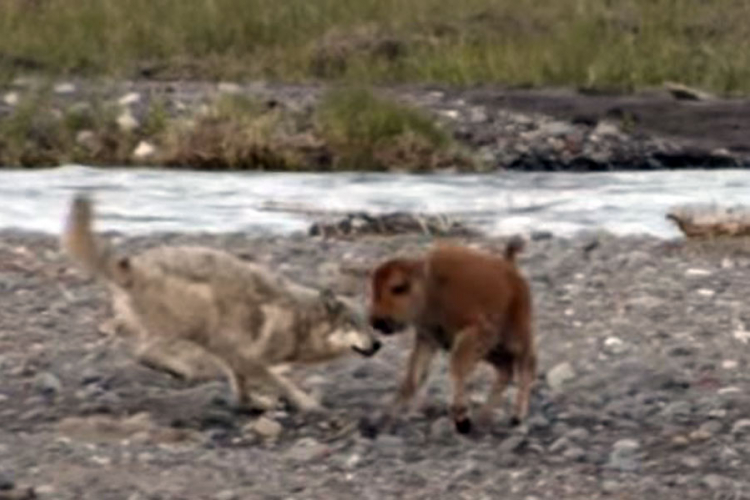 Nevjerovatna borba bebe bizona i gladnog vuka (VIDEO)