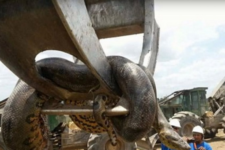 Pronađena vjerovatno najduža zmija ikada izmjerena (VIDEO)