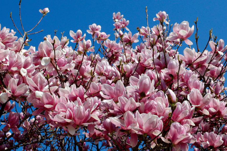 Kako razmnožiti stablo magnolije