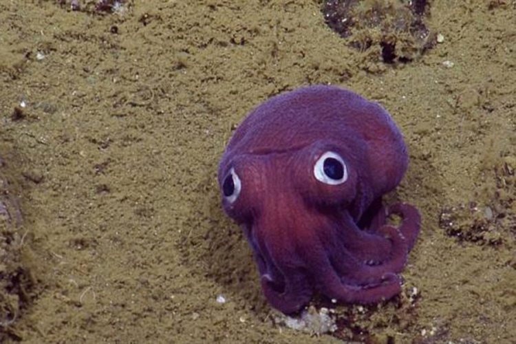 Otkrića koja nam govore koliko malo znamo o morskim dubinama