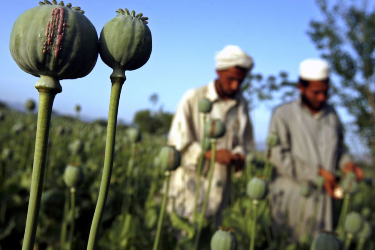 UN: Proizvodnja opijuma u Avganistanu porasla za 43 odsto