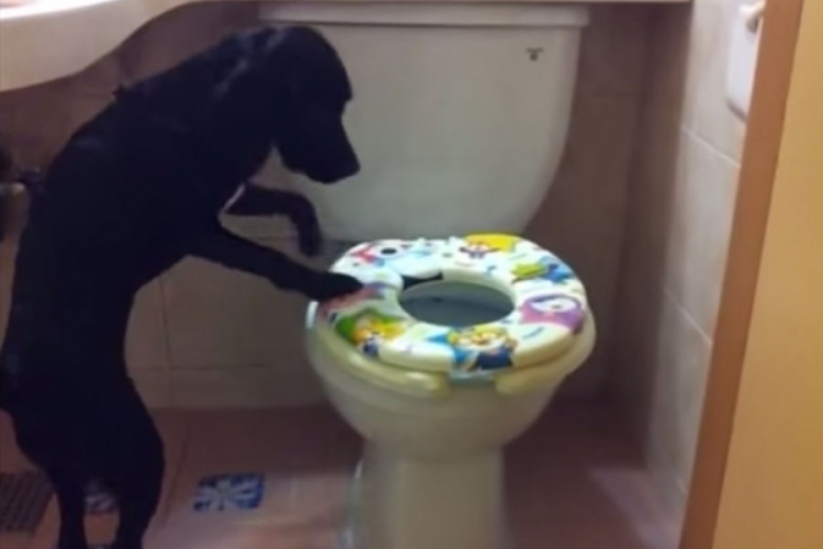 Pas koji koristi toalet (VIDEO)