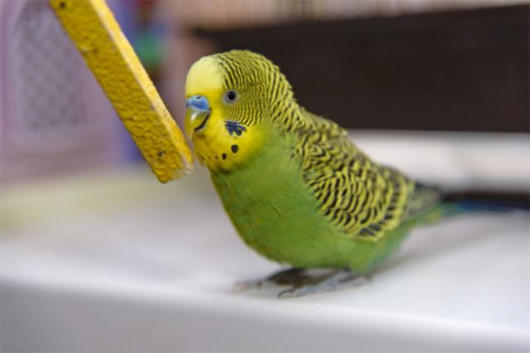 Papagaj otkrio aferu gazde sa sluškinjom