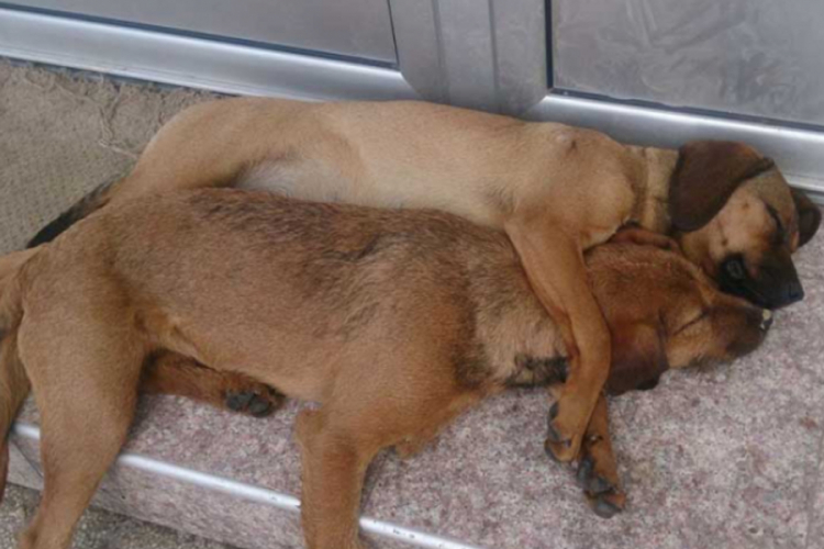 Zanimljivost u centru Srpca: Zagrljeni psi drijemali na suncu