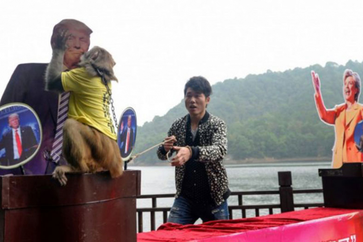 Kineski majmun prorekao da će Tramp pobijediti na izborima u SAD
