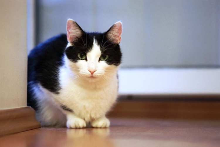 Mačak spasio porodicu od trovanja ugljen-monoksidom