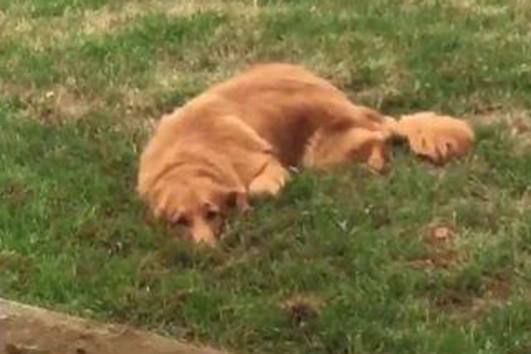 Kad pas pokušava da sakrije nestašluk (VIDEO)