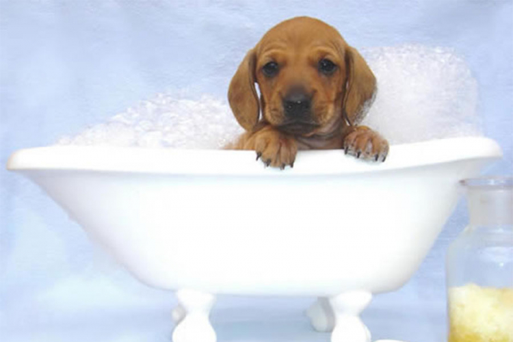 Kako psi reaguju na kupanje (VIDEO)