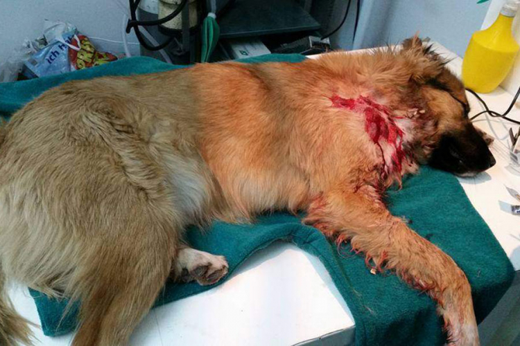 Udruženje "Kerber": Upucan pas u naselju Novoselija