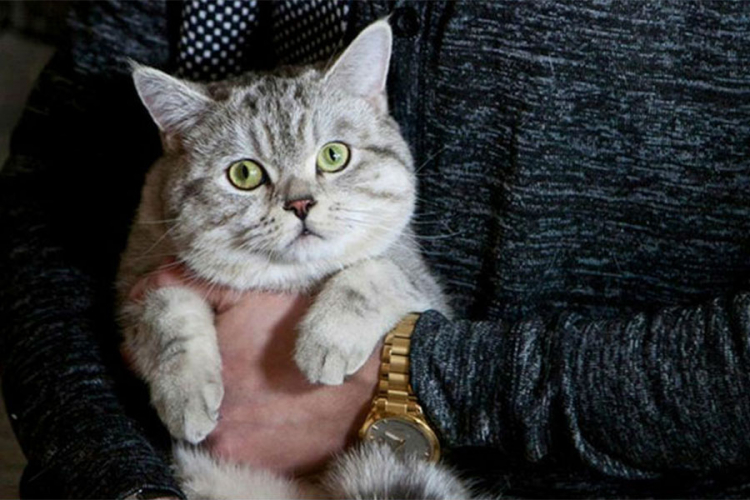 Rus prodao mačka "s natprirodnim moćima“ za 78.000 evra