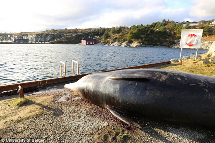 Više od 30 plastičnih kesa u želucu kita