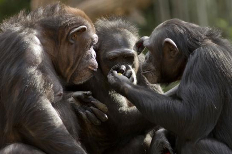 Šest šokantnih činjenica o šimpanzama