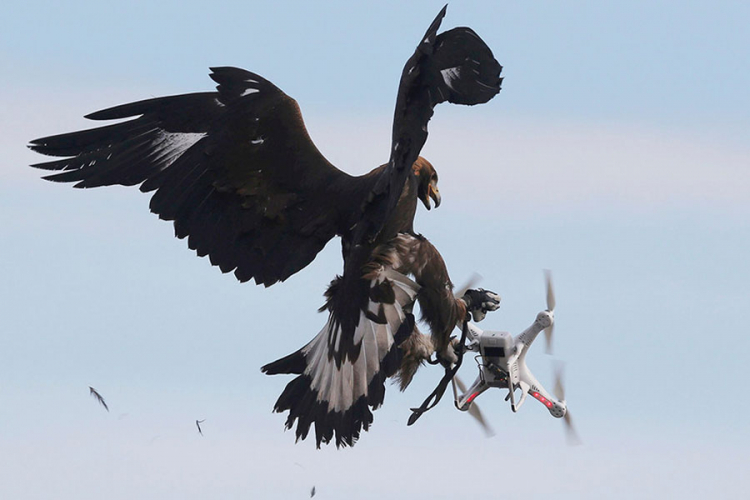 Francuzi obučavaju orlove da ruše dronove (FOTO)